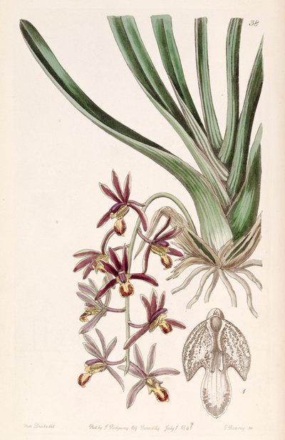 Cymbidium bicolor subsp. pubescens (als syn. Cymbidium pubescens) door Miss Drake